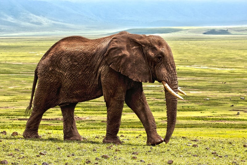 Elephant in nature